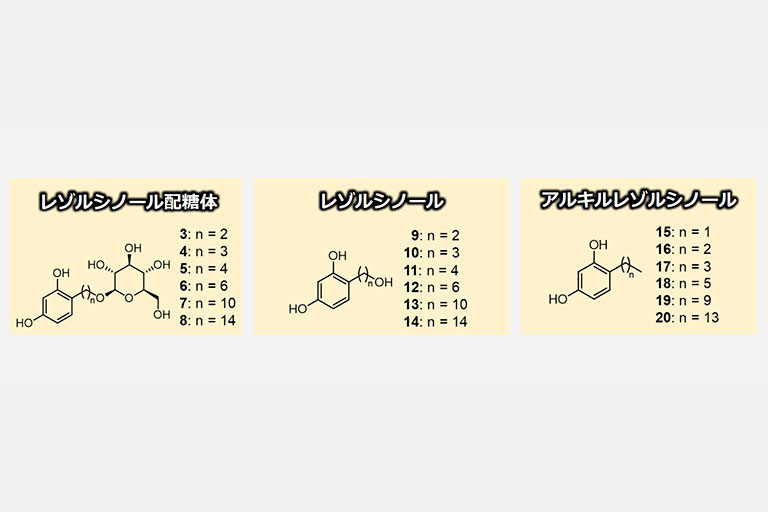 新規レゾルシノール誘導体の開発に成功